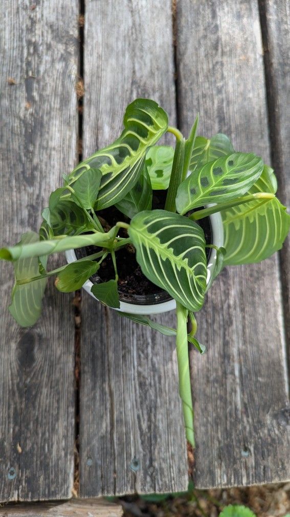 Prayer Plant In Ceramic Pot