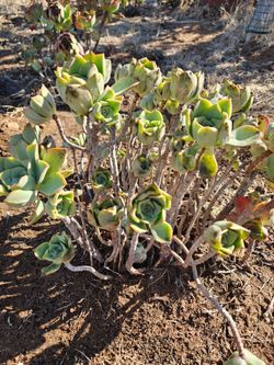 Aeonium jade Succulent plant. Please Read Description
