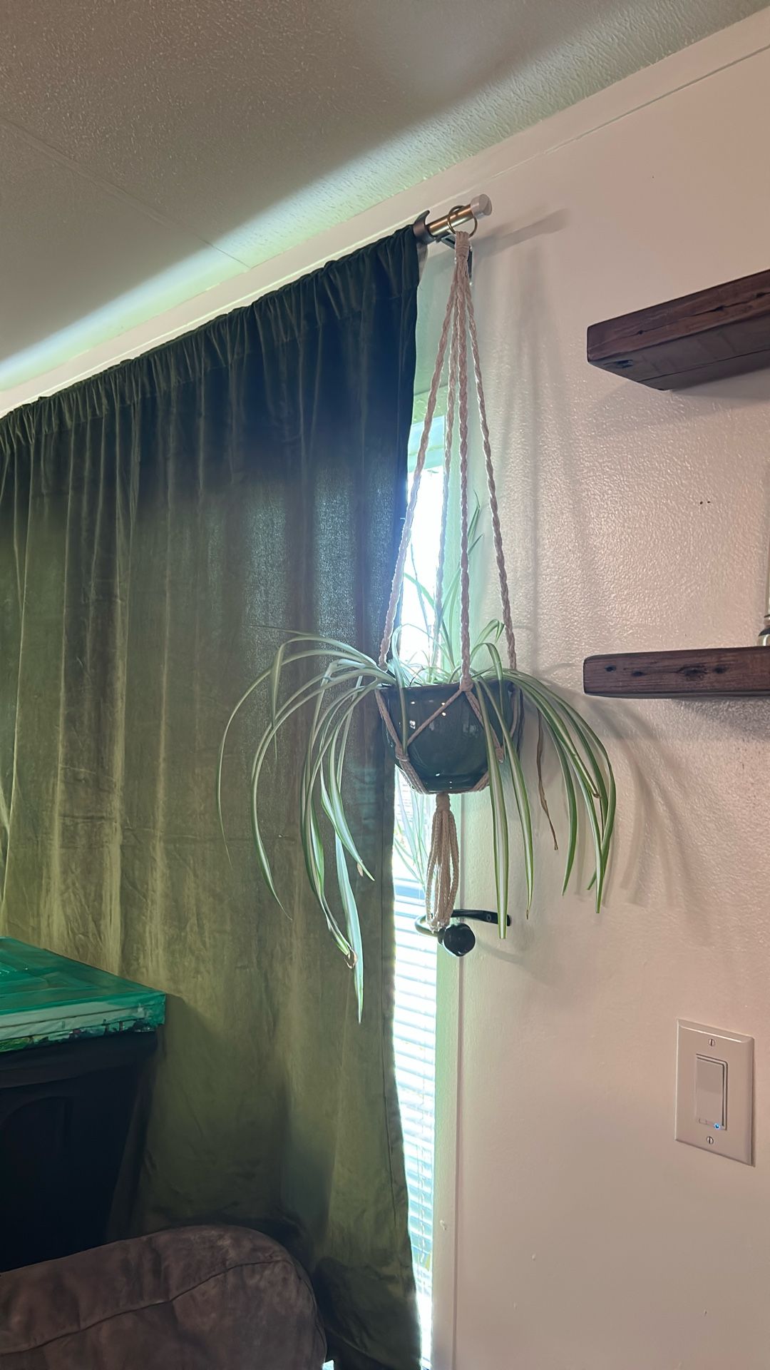 Macrame Plant Holder W/ Plant