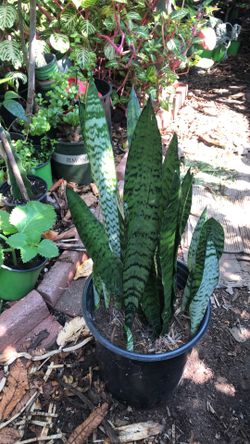 Sansevieria