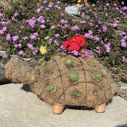 Topiary Succulent Turtle