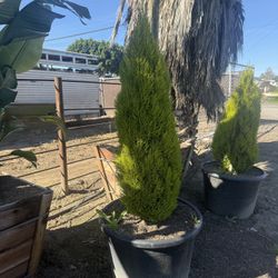 🌲 25 Gal Lemon Cypress