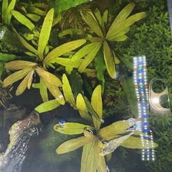 Live Aquarium Plants & Shrimp Decor
