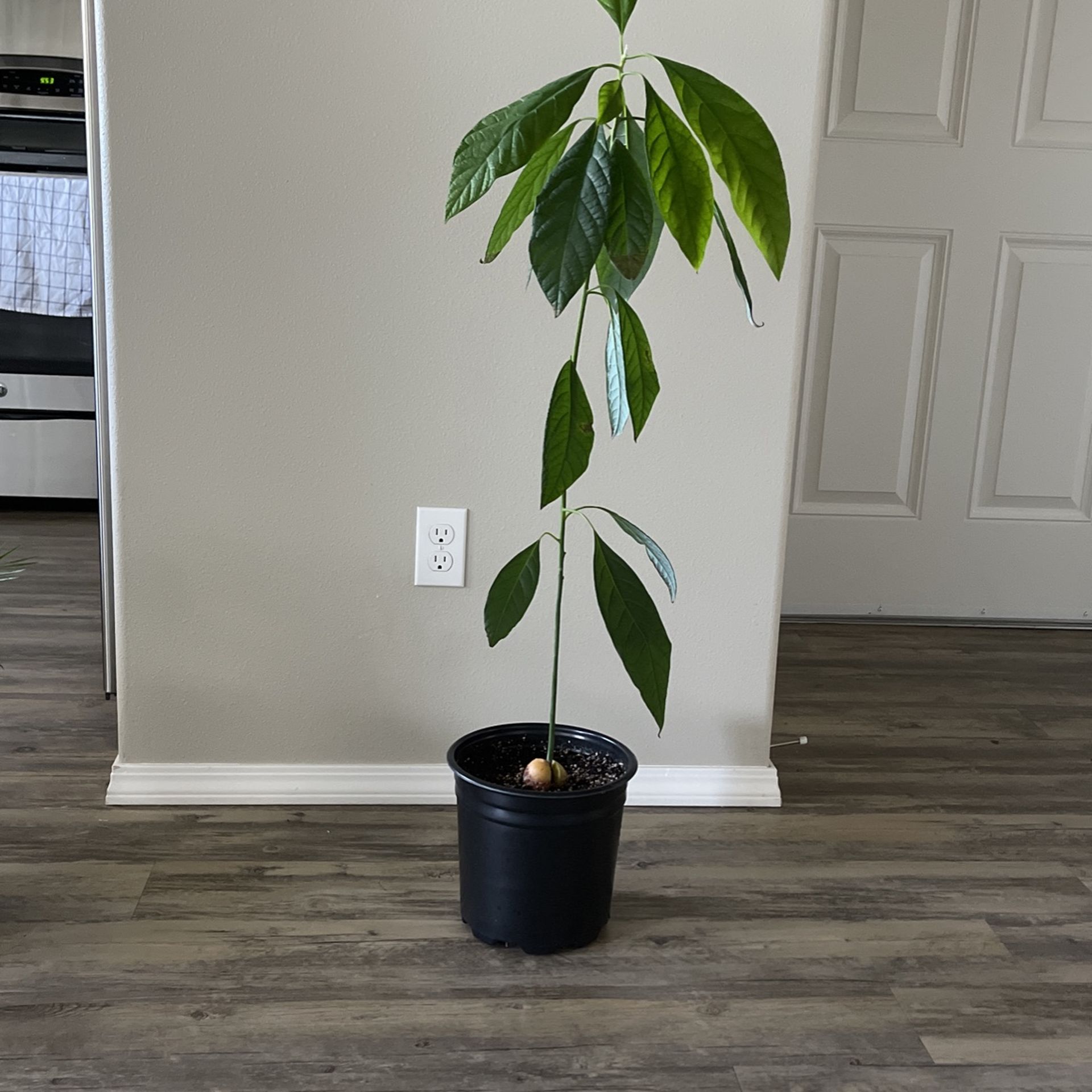 Avocado Tree