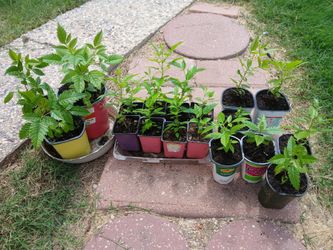 Plants esperanza