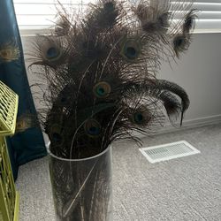 Real Peacock Feathers