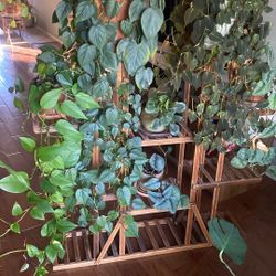 Beautiful Hanging Plants and Multiple Pots