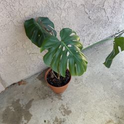 Monstera Plant 