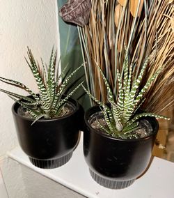 ♥️GORGEOUS Haworthia Succulents” 5” nursery & Ceramic pot ❤️$20 EACH❤️Pls read Description