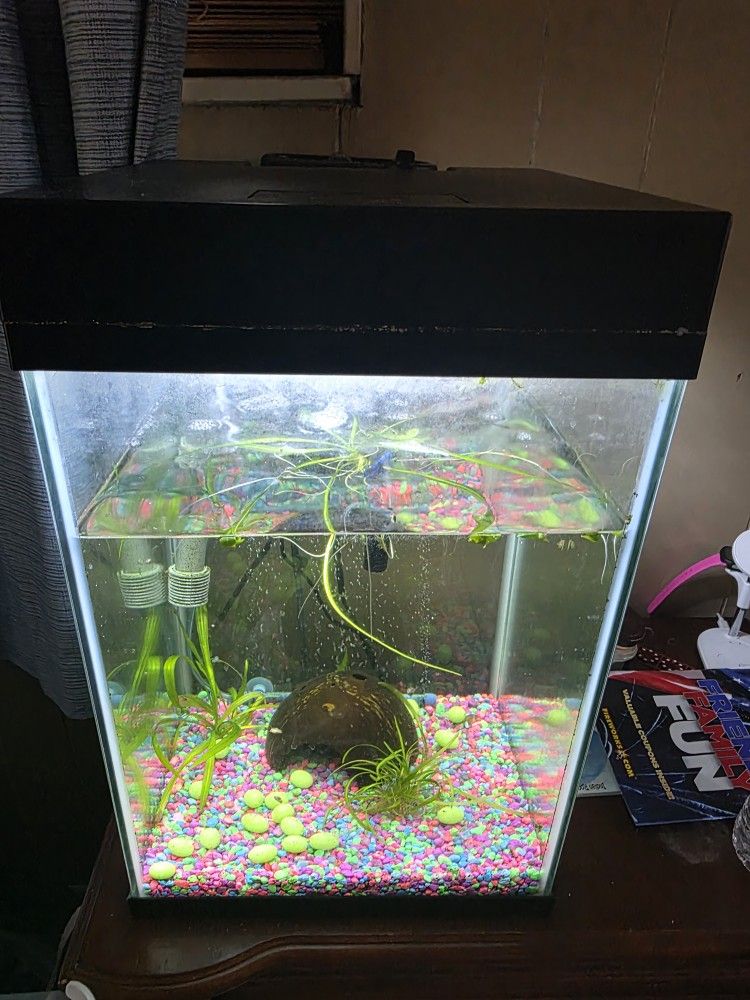 10 Gallon Aquarium