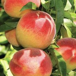 Lab Created Fruit Trees 