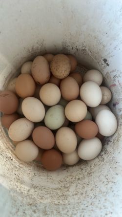 Eggs