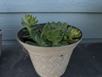 Succulent Pot
