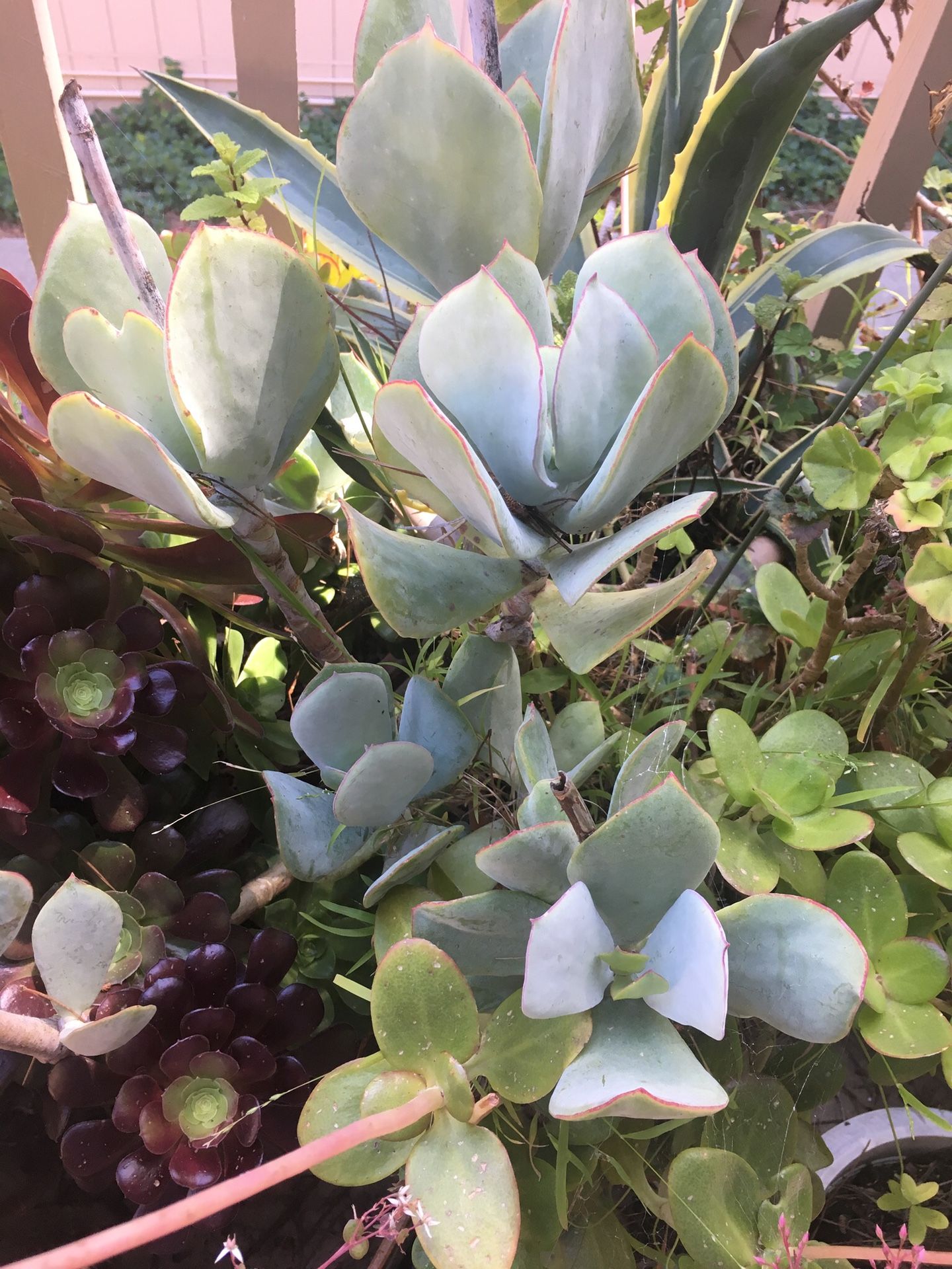 Succulent