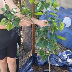 5.5ft Oro Blanco Grapefruit Tree
