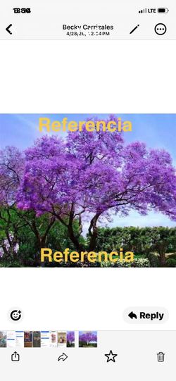 Arbolitos de jacaranda
