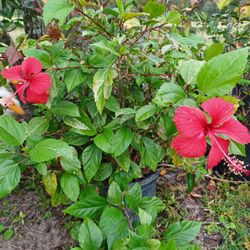 Flowers /herbs / Fruits / Vegetables 