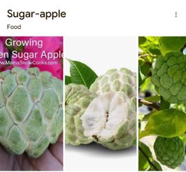 Sugar apple trees