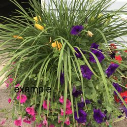 daylily perennial Plants