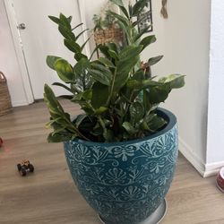 Large Z Plant