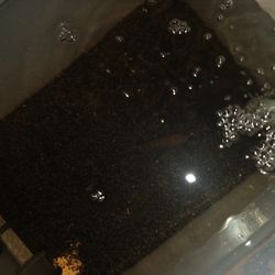  Fish Tank Free Jack Dempsey
