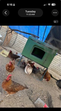 Eglu cube chicken coop
