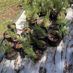 Rosemary Plants