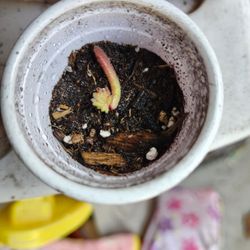 Crassula Pubescens Starts