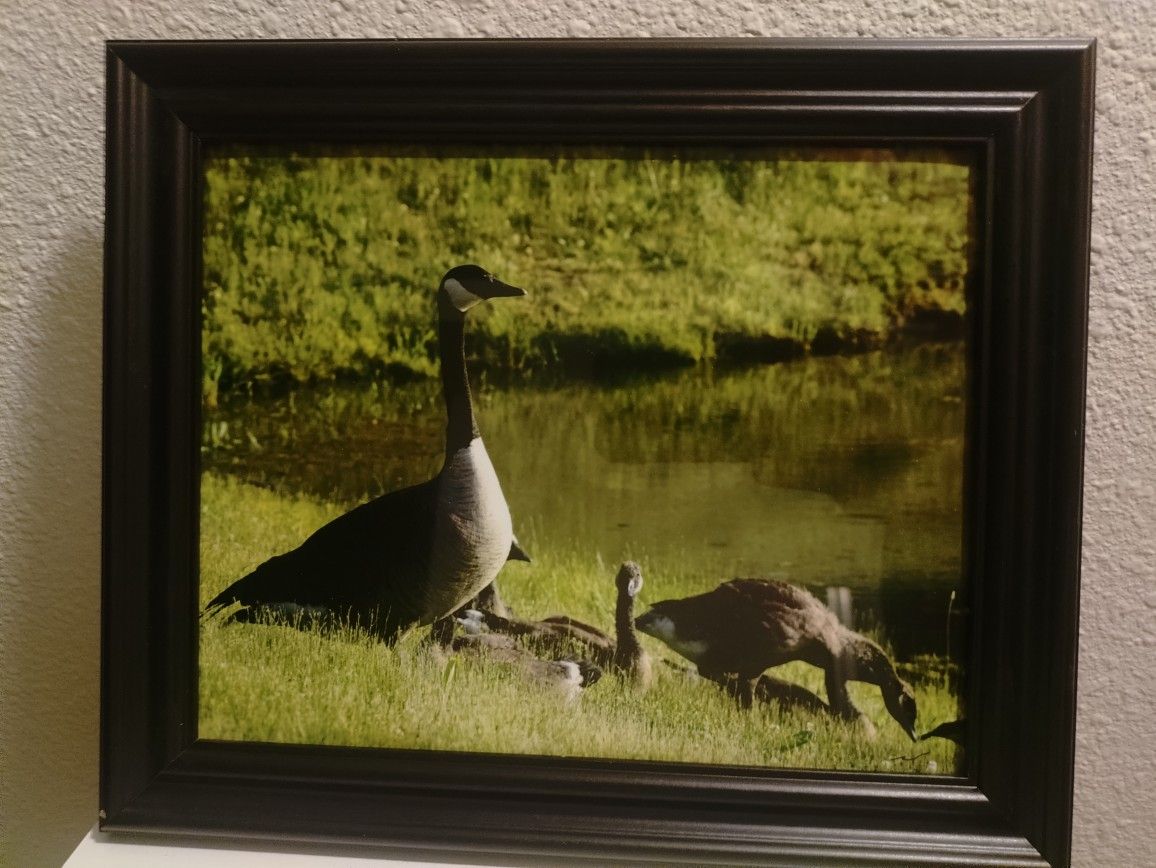 Goose Family