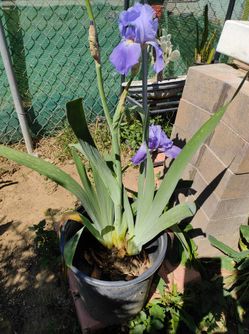 Planta Lili