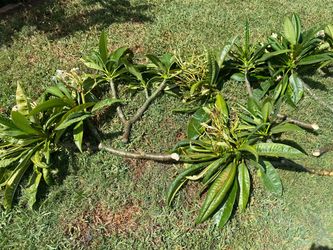 Plumeria Plants Cuttings