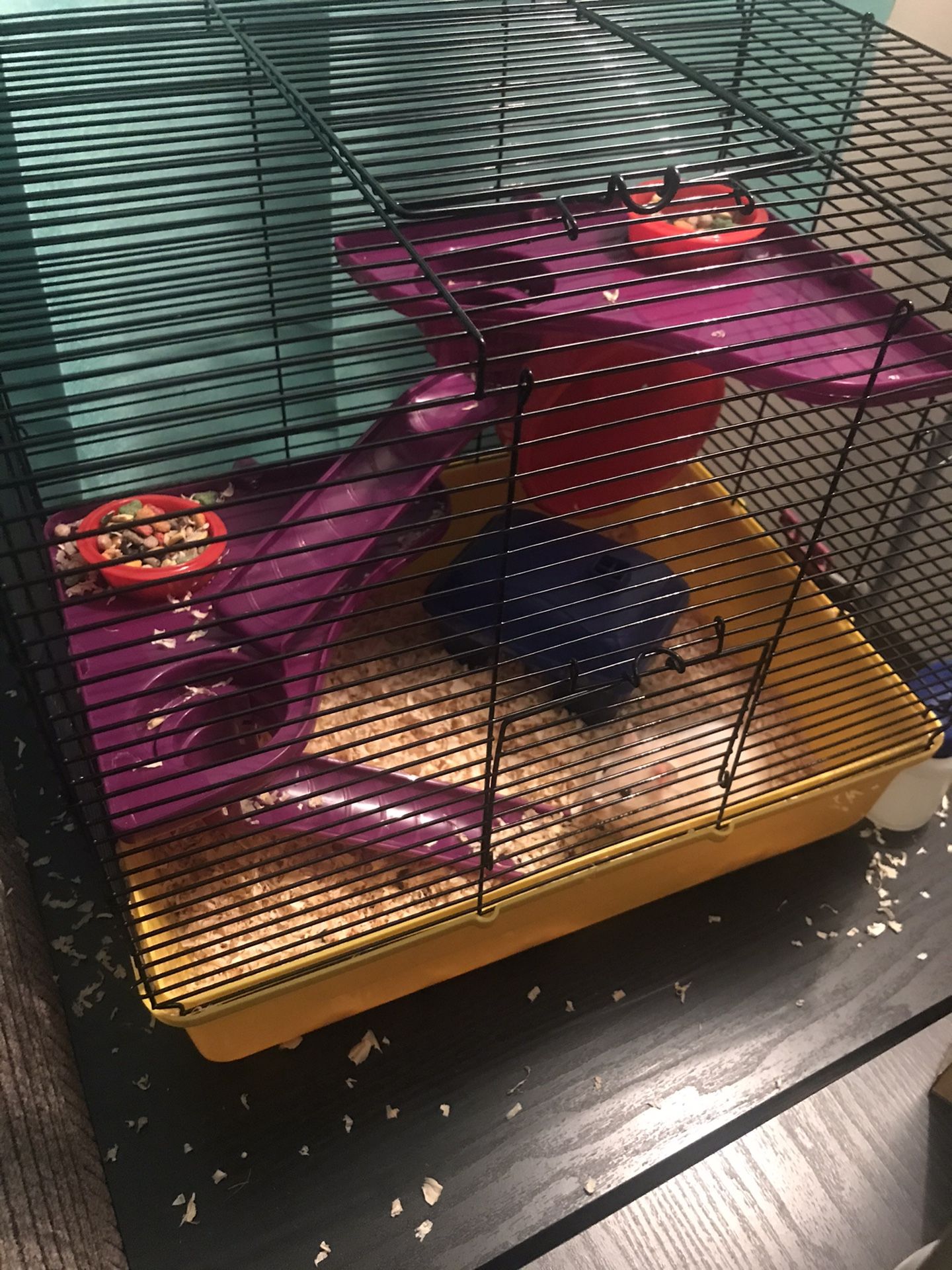 Hamster