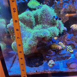 Large Stoadtool Leather 