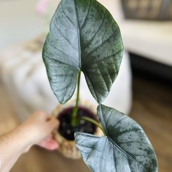 Alocasia Reginae- Rare Houseplant