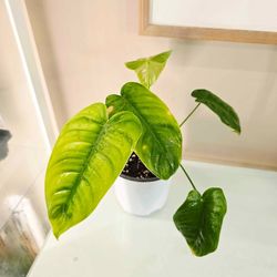 Phulodendron Tenue plant