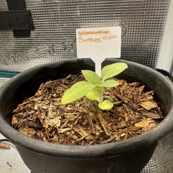 Sun Flower (Seedling)