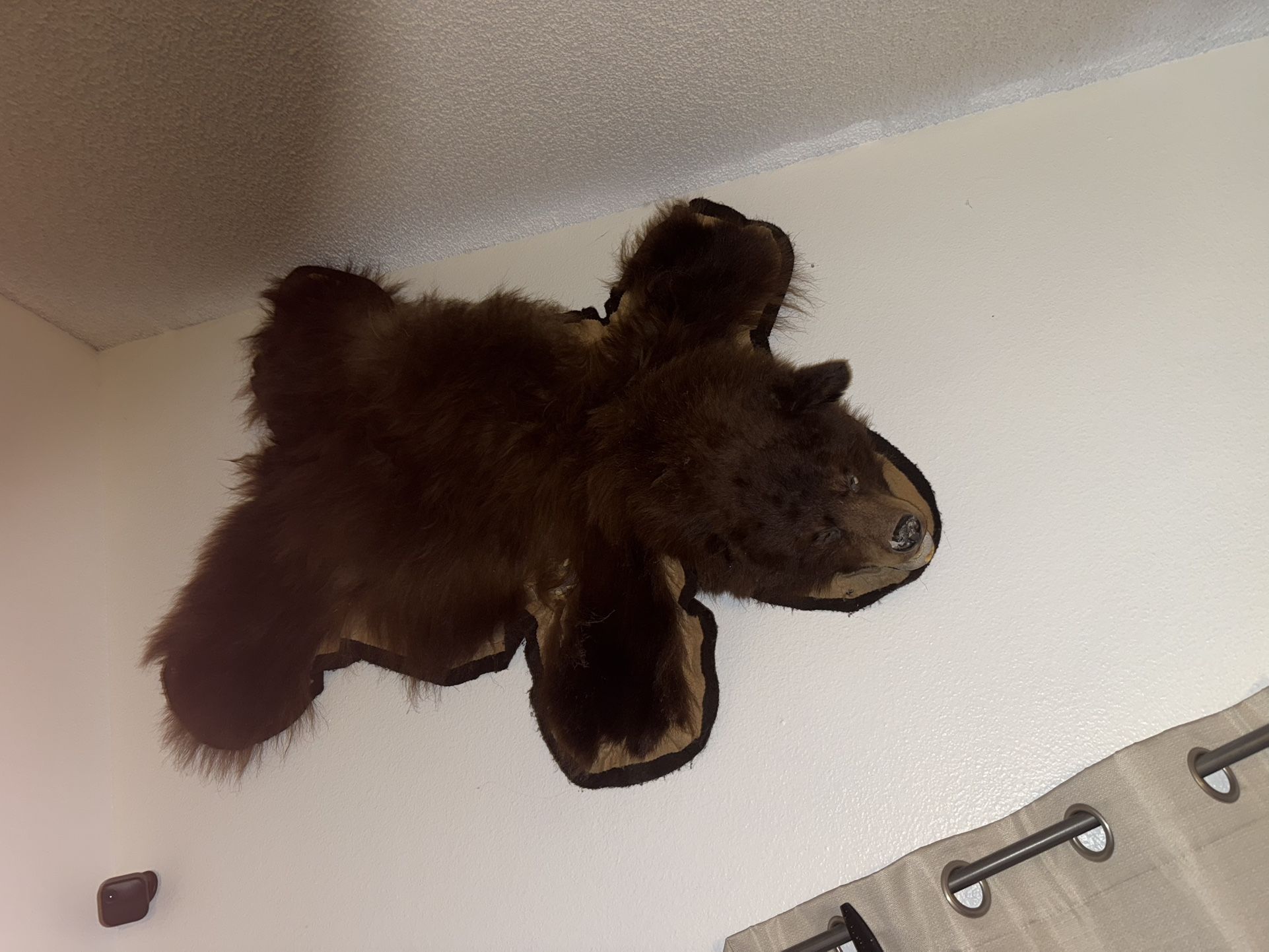 Real Antique Bear Skin