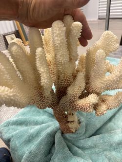 Large white coral tree weighs -about 10 pounds $250