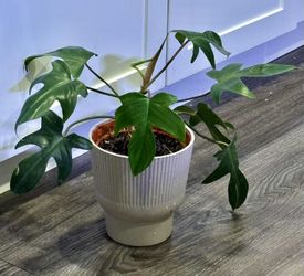 Philodendron Florida Beauty 