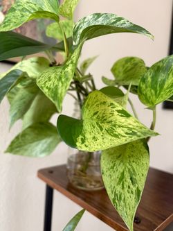 Pothos Rooted Cuttings