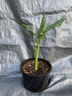 Dieffenbachia Dumb Cane plant. 