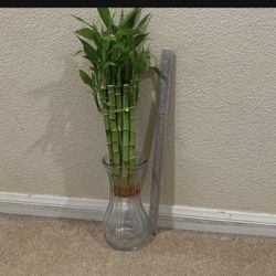 Lucky Bamboo 19”tall Rooted Healthy  10 Stems 