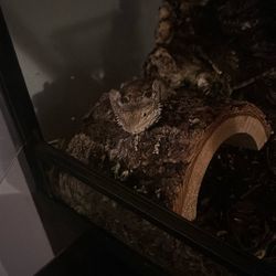 Bearded Dragon and Tank 