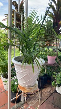 Plant