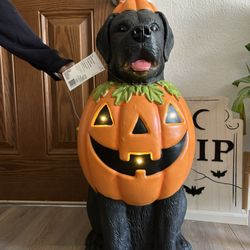 NEW Light Up Halloween Dog Decoration – Black Lab with Pumpkin Jack-O’-Lantern