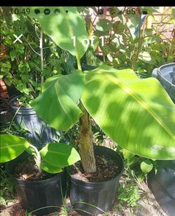 Plantain plant