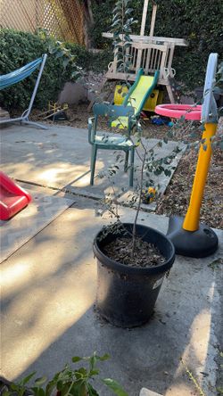 Free Chinese Elm Sapling