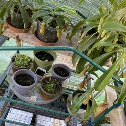 Carnivorous Plant All Types On Sale ! Good Price🔥🔥 🙏🏼