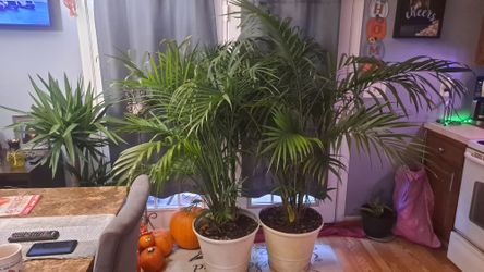 5 1/2 ' FEET PALMS TREES
