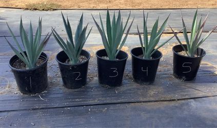 Agave Tequiliana Blue Agave 2 Gallon